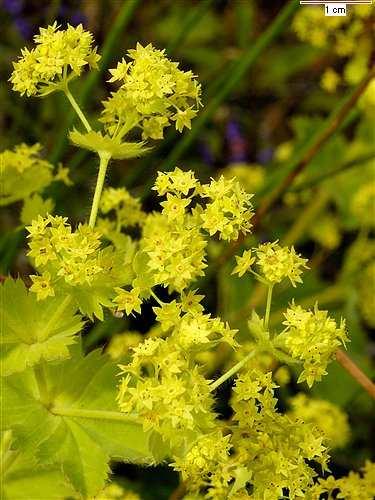 Palástfű fajok (Alchemilla spp.) Védett!