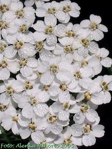 Achillea