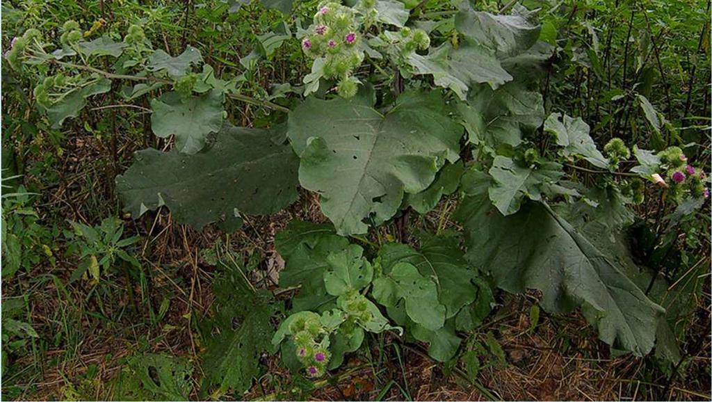 ragadáncs) -Család: Asteraceae -Drog: Bardanae