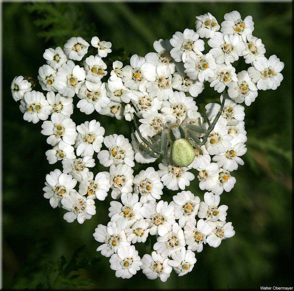 Achillea