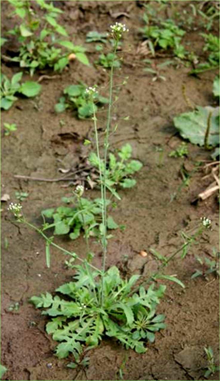 Közönséges pásztortáska (Capsella bursa-pastoris) 10-50 cm, tőlevélrózsás, egyéves Tőlevelei nyelesek, szárnyasan osztottak vagy szeldeltek, a szárlevelek ülők, fogasak vagy karéjosak Virágai