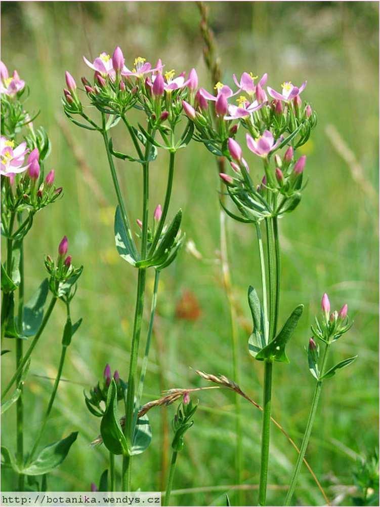 Kis ezerjófű (Centaurium erythraea) -Egyéb nevei: százforintosfű,