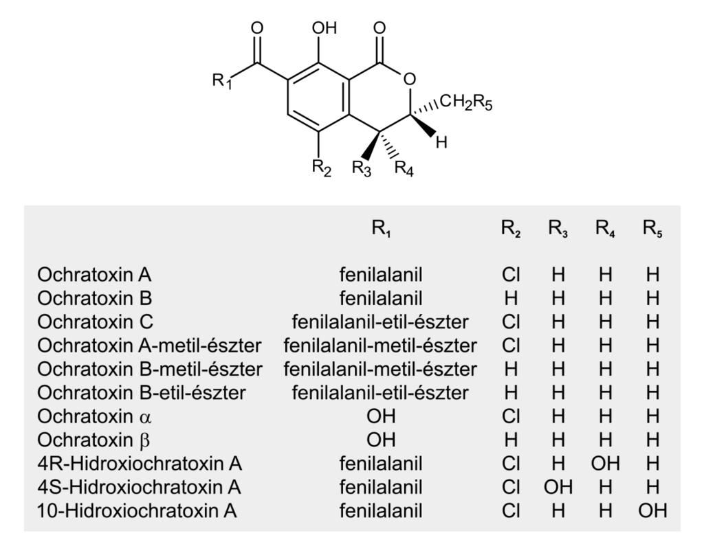 12. ábra. Ochratoxinok szerkezete Előfordulás, termelők Az ochratoxinokat termelő Aspergillus és Penicillium fajok nagyon széles körben elterjedtek.