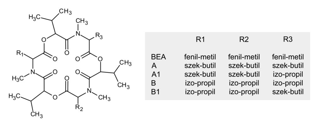 33. ábra. Enniatinok és beauvericin szerkezete Sziderofórok A sziderofórok vaskelátoló fehérjék, amiknek fontos szerepe van a vas (Fe 3+ ) felvételében és raktározásában.