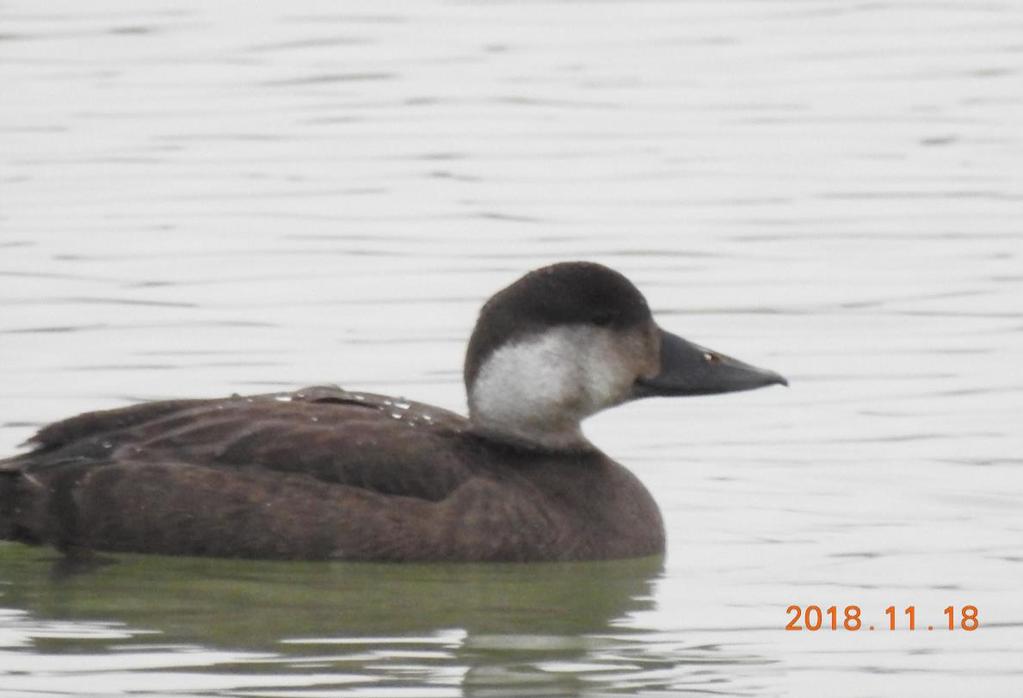 88 9. kép. Fekete réce (Melanitta nigra).