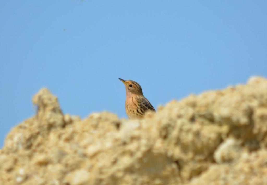 ) 14. kép. Rozsdástorkú pityer (Anthus cervinus).