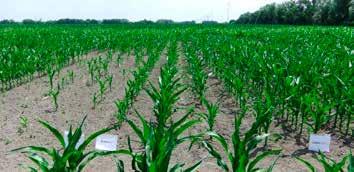 Így az Optimum AQUAmax hibridek választásával még több kockázatot tudnak a kukorica termesztők kivédeni és még nagyobb az esély a rekord termésekre!