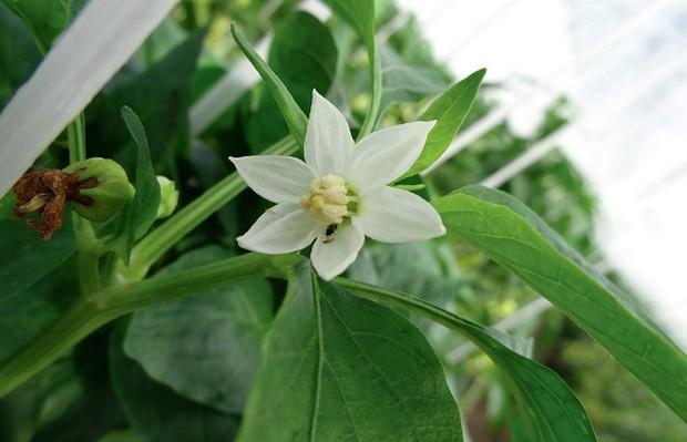 swirskii valamelyikét és az Amblydromalus limonicus ragadozó atkákat társítsuk. Ezek a parányi állatok a paprika virágporán is képesek fennmaradni és szaporodni, ha nem találnak elég tripszet.