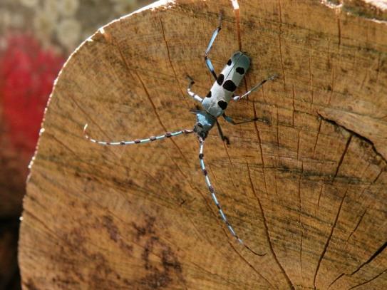 Havasi cincér (Rosalia alpina)