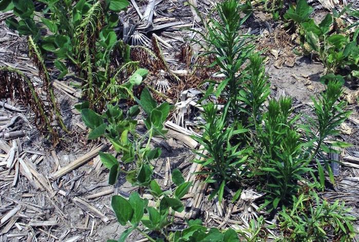 Vannak, akik ezt már kiterjeszteni próbálják szinte a teljes mikrobiális közösségre és az antibiotikumok hatáscsökkenésének lehetséges fő okaként gondolnak a glyphosate-ra.