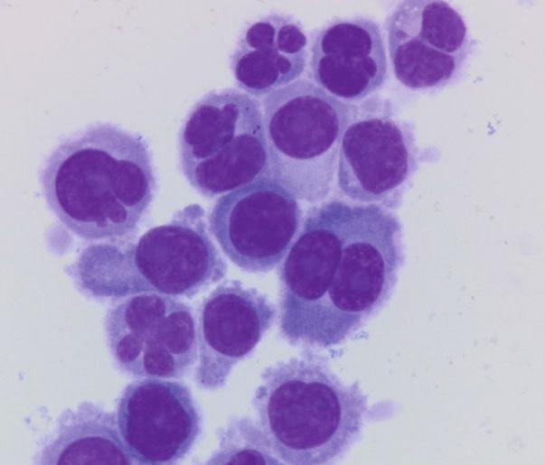 NE-4C egér neuroektodermális őssejt; Hep-2 humán epitéliumsejt 2; GM38 humán fibroblasztsejt; HT1080 humán fibroszarkómasejt; HUVEC humán endotéliumsejt; HEK293 embrionális vesesejt; MC3T3-E1