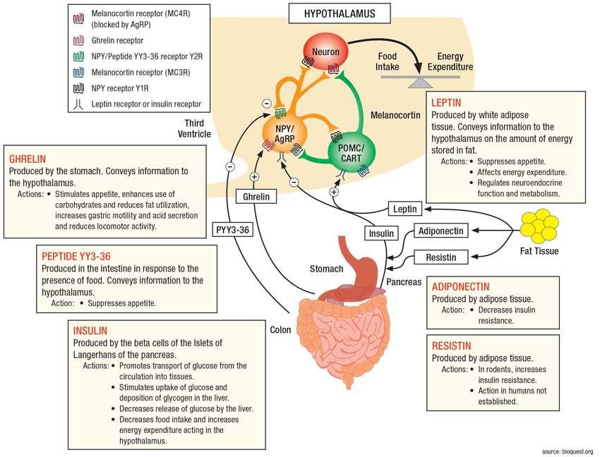 Leptin Bőséges zsírszövet esetén a leptin kibocsátás nő, a vérben megemelkedik a leptin szintje. A hypotalamusban hatva a táplálékfelvételt csökkenti.