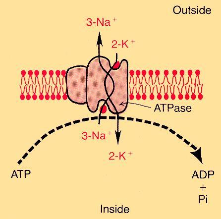 A Na /K -ATPáz aktív