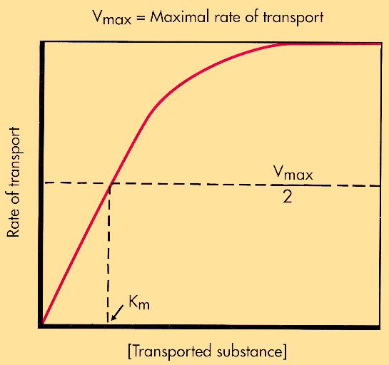 Michaelis-Menten egyenlet V max : maximális