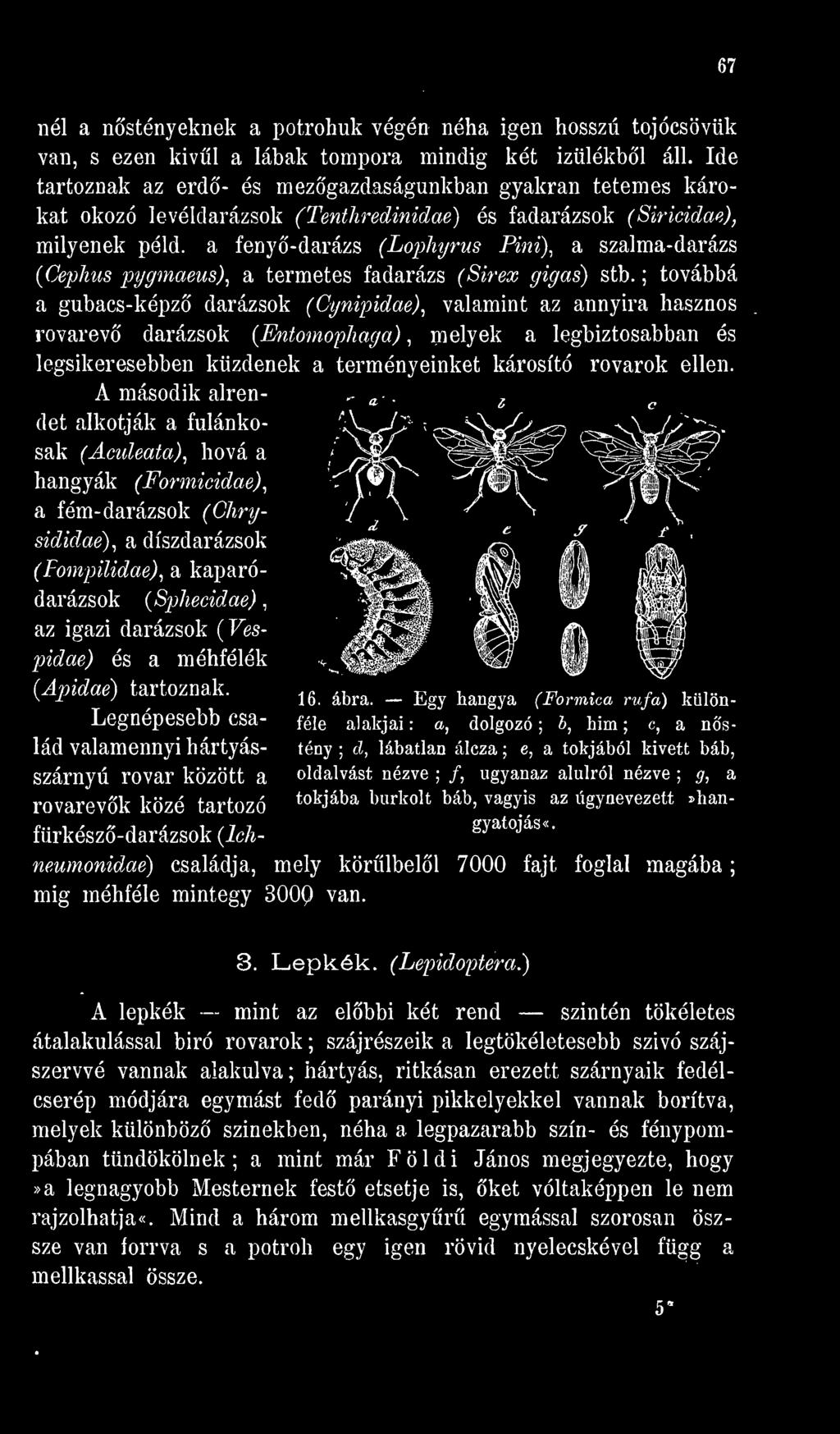 A második alrendet alkotják a fulánkosak (Aculeata), hová a hangyák a (Formicidae), fém- darázsok (Chrysididae), a díszdarázsok (Fompüidae), a kaparódarázsok (Sphecidae), az igazi darázsok (Vespidae)