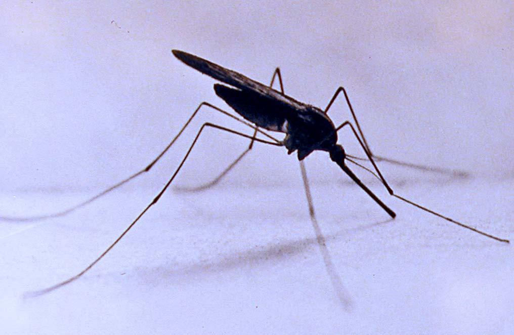 Malária mentesítés 1935-36-ban megállapította és tisztázta a