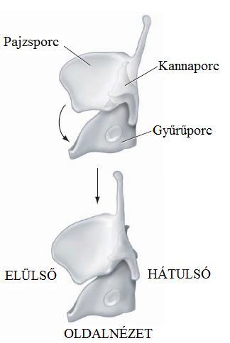 eltérése gyermekek és