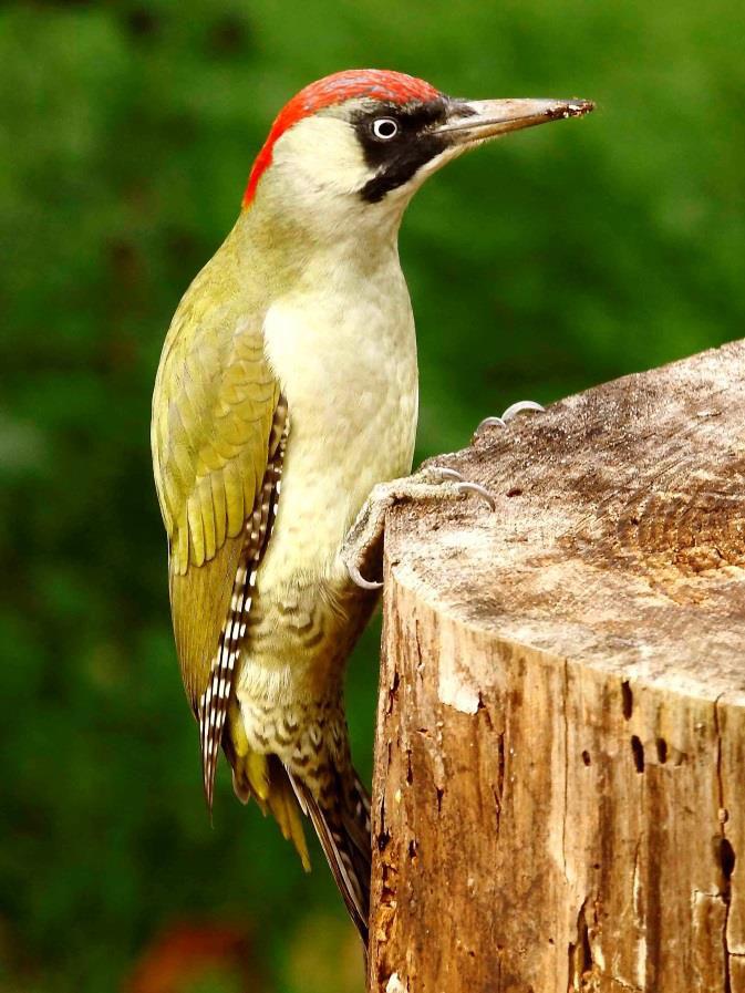 küllő (Picus viridis) és a fekete harkály (Dryocopus martius) elhagyott odúiban költ (Kiss & Tokody 2010).