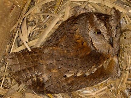 Füleskuvik (Otus scops) Átlagos tojásméret: 31 x 27 mm Az egyetlen vonuló a hazánkban költő