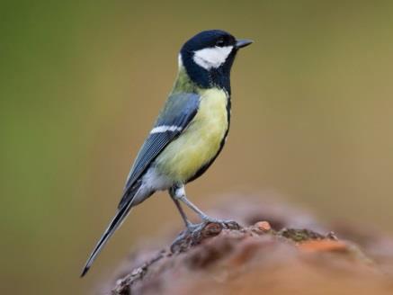 Széncinege (Parus major) Átlagos tojásméret: 18 x 13 mm Egyik leggyakoribb madárfajunk, a városoktól kezdve a parkokon és gyümölcsösökön át az erdőkig mindenhol fészkel.