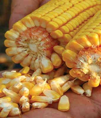 kockázat kezelésében: Fókuszban a kukorica fuzáriózisa, illetve a