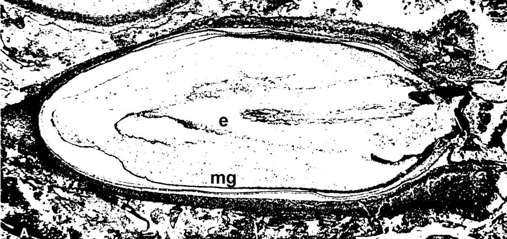 A mag kialakulása Lycopodiophyta 2 független