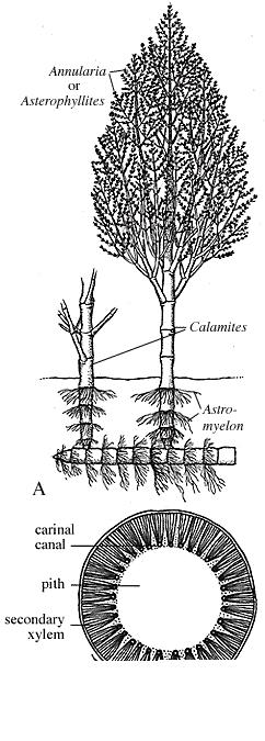 Calamites