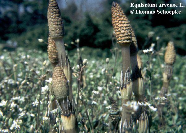 Equisetum arvense