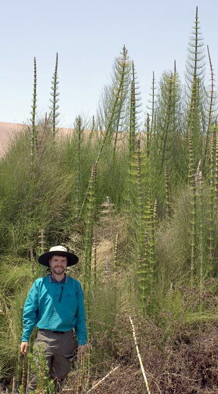 Equisetum