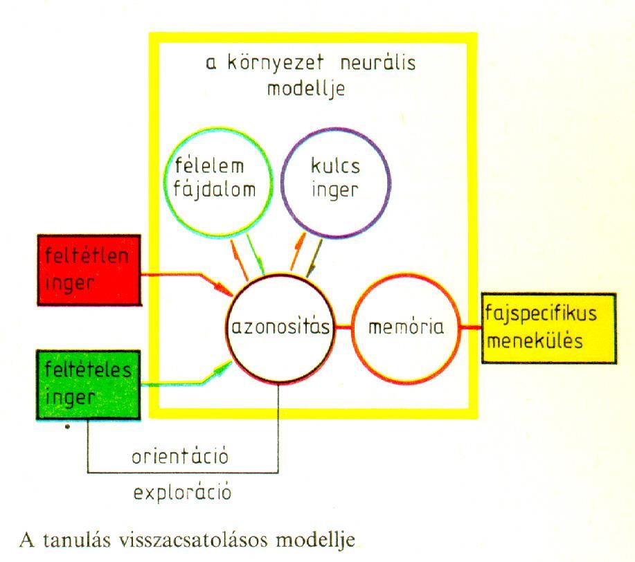 Régi példa: Az interaktív tanulási modell Paradicsomhal elmemodellje (Csányi 1990): Az elme funkciója a környezet modellezése