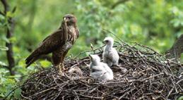 gólya lógója egerészölyv fotó: Danko, Štefan Élőhelyén ölyv és prédája jól lakik De ha megéhezik, velük épp jóllakik Ha útjába kerül kaktusz vértes tagja Csökkent lesz aznapra az