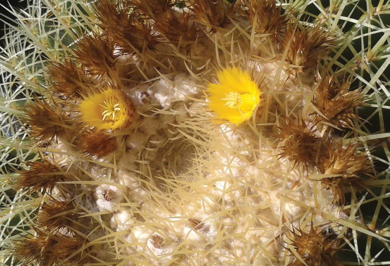 A legismertebb gömbkaktusz Echinocactus grusonii Hildmann 1891 Echinocactus grusonii Fotó: Kerék László Bevezető A cikk tárgyát képező kaktusz joggal nevezhető a gyűjteményekben leginkább elterjedt