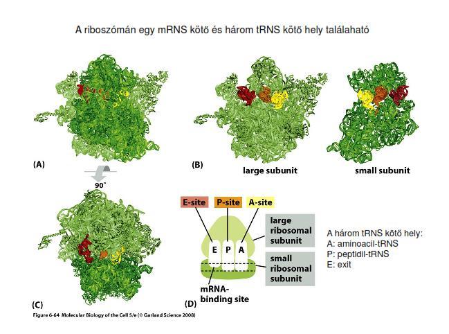 A riboszómák kötőhelyei A kis alegység kötőhelyei: mrns-binding site A