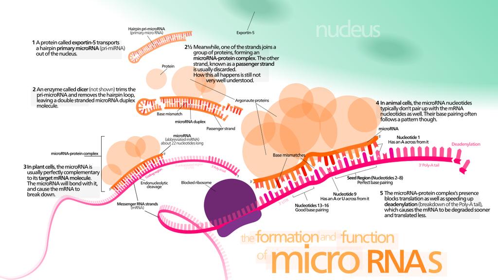 A transzláció szabályozása micrns (mrna inhibiting complementary RNA