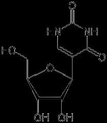 kodonjához köt TφC-hurok: a riboszómához köt T = timidine-monofoszfát Φ =