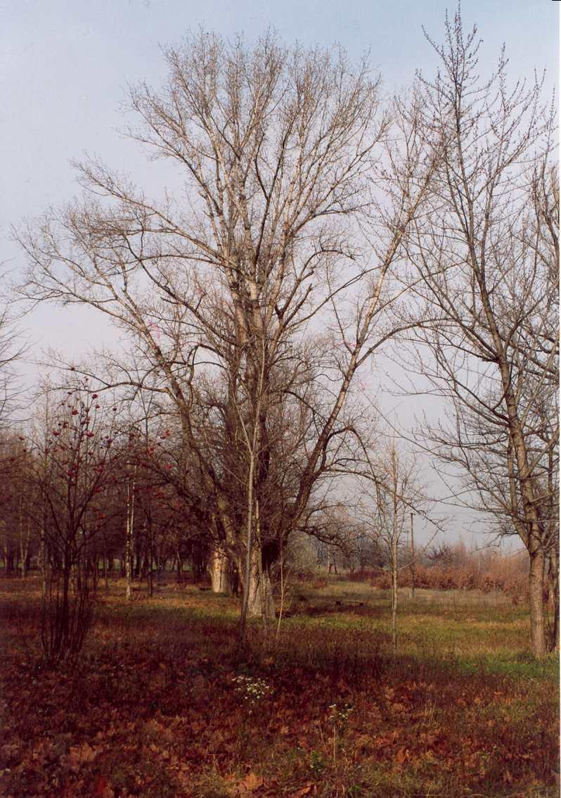 Sorszám: 6. Védendő objektum(ok) megnevezése: Fekete nyárfák (Populus nigra) - 4 db Vizsgálat ideje: 2002.