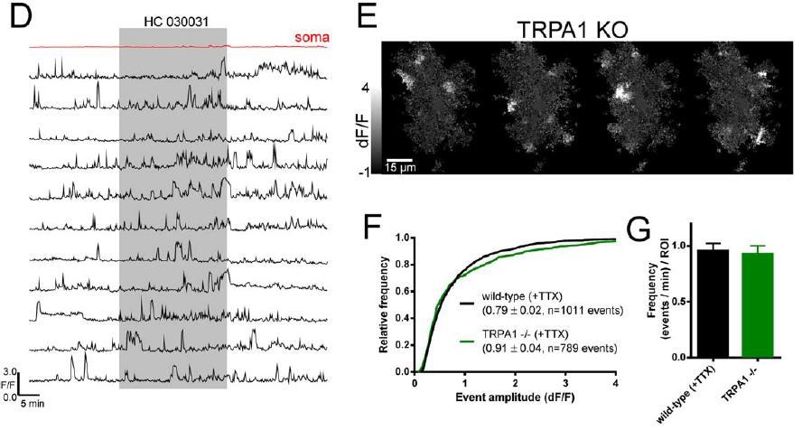 Mikrodomén Ca 2+ szignálok és a TRPA1 receptor Nem-szelektív, Ca 2+ permeábilis kation csatorna Korábbi elképzelések: a membránhoz közeli