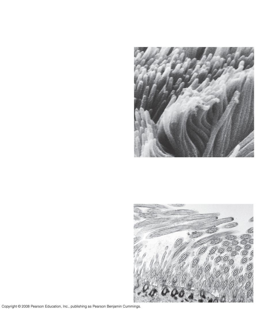 TECHNIKA (a) Pásztázó elektron mikroszkópia (SEM) EREDMÉNY Ciliumok 1 µm (b) Transzmissziós
