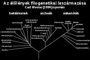 és funkcionális sejtszerveződése alapján: