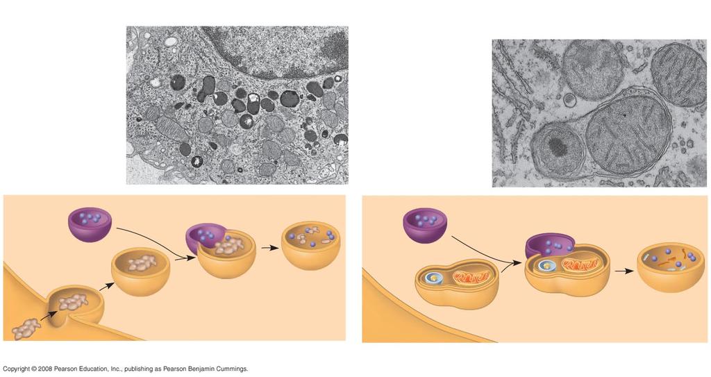 Sejtmag 1 µm Sérült organellumokat tartalmazó vezikula 1 µm Mitokondrium fragment Lizoszóm a Lizoszóm a Plazma membrán Emésztő