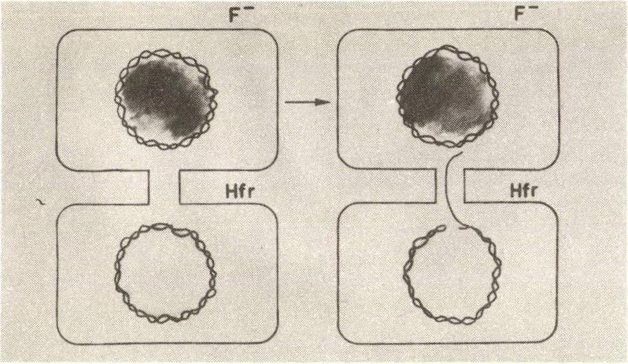 3. ábra. Konjugáció A donor (Hfr) és a recipiens baktérium (F - ) összetapad, majd a donor DNS-e átjut a recipiensbe.