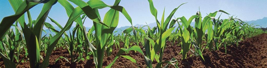 címerhányás kezdetén 5-10 l/ha (a magasabb mennyiség akkor, ha csak egy kezelés lesz A kukorica kifejezetten nitrogén, bór és kálium igényes, valamint cinkhiányra fokozottan érzékeny növény.