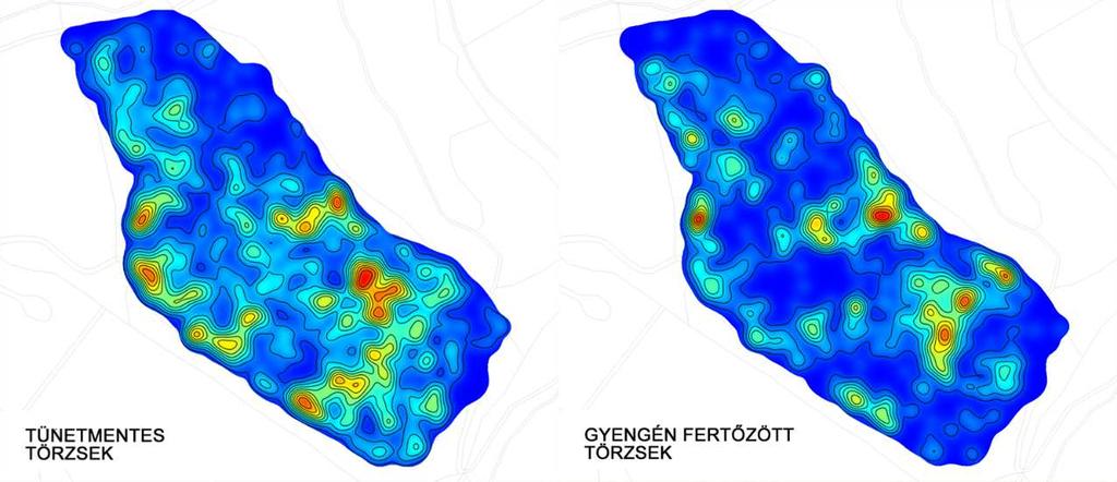 95 A különböző erősségű tüneteket mutató bükk egyedek pozíciói nagyfokú térbeli változatosságot mutatnak, a kernel-sűrűségbecsléssel készített térképvázlatokon az egyes kategóriák térbeli