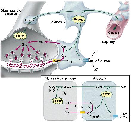 Asztrociták: metabolikus egyensúly fenntartása Golgi (1885): metabolikus csatolás Végtalpak: glükóz felvétele