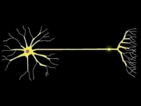 Neurovaszkuláris Neurovascular csatolás,