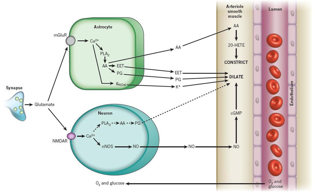 A neurovaszkuláris csatolás mediátorai Astrocytic vasoactive substances