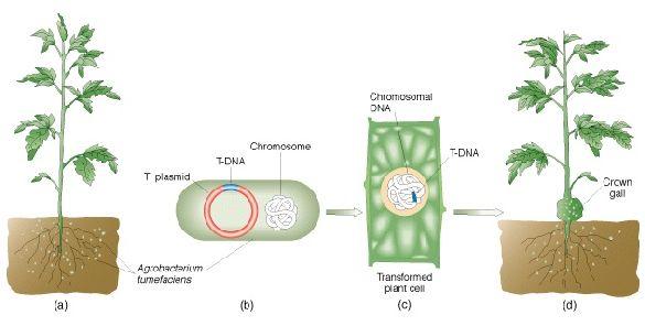 A Ti plazmid egy része (transzfer DNS = T-DNS) a kórfolyamat során átkerül a növényi sejtbe és a sejtmag DNS-állományába integrálódik (A T-DNS régióban helyezkednek el a tumorok