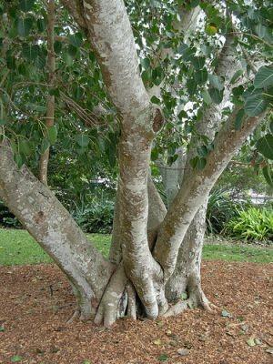 (Ficus