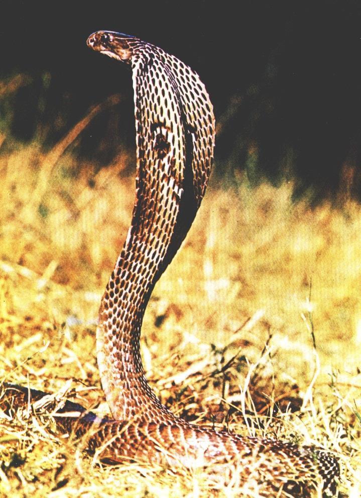 Indiai kobra