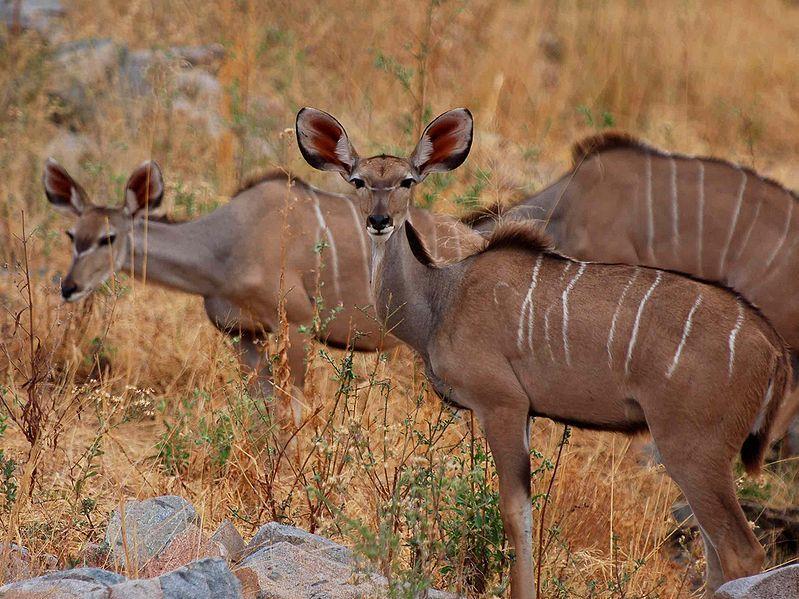 nagy kudu